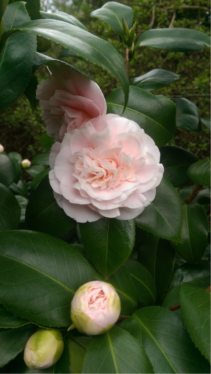 C. japonica 'Debutante'